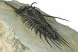 Prone Psychopyge Trilobite - Top Quality Specimen #368559-4